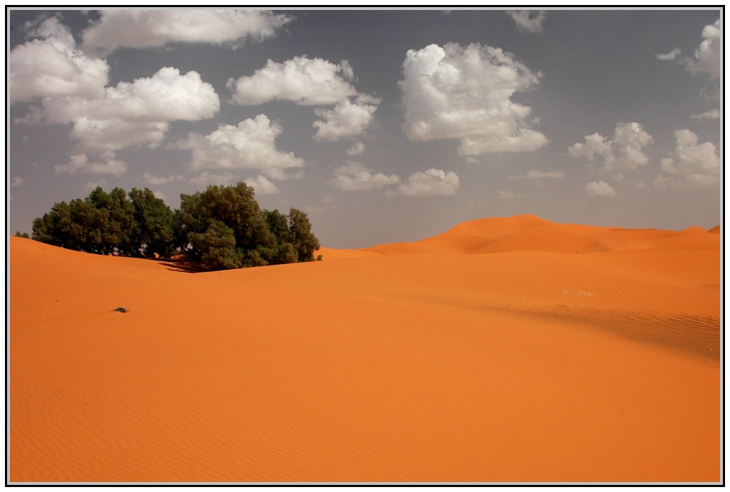 Sahara - zele na poušti